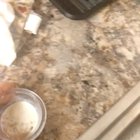 Tiny pug happy food dance