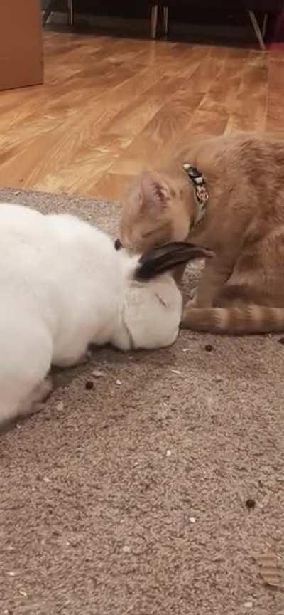 Keeping her buddy well groomed