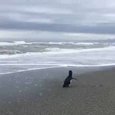 "Wait I am free? I'M FRREEEEEE!!!!"