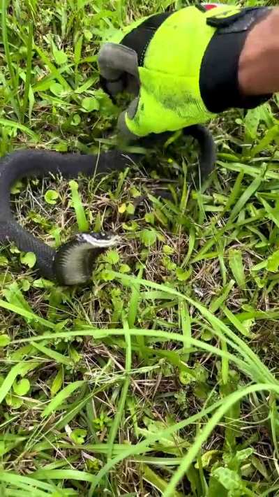The Hognose Snake has a unique defense wherein it will puff and hiss, then bluff strike. If that doesn’t work, it plays dead theatrically until you leave.