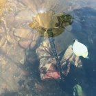 These leaves getting swirl-sucked down a whirlpool