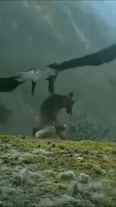? Mountain Eagle moving a dead fox during rough weather.