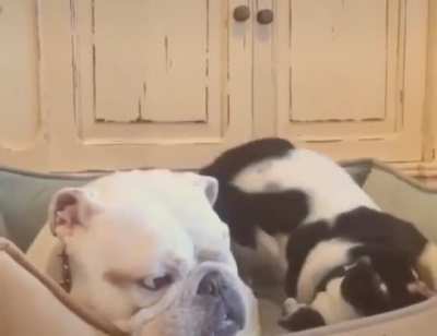 "Enough, doggone it!"