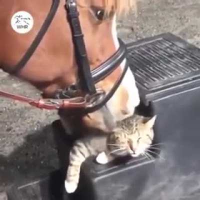 Cat nip