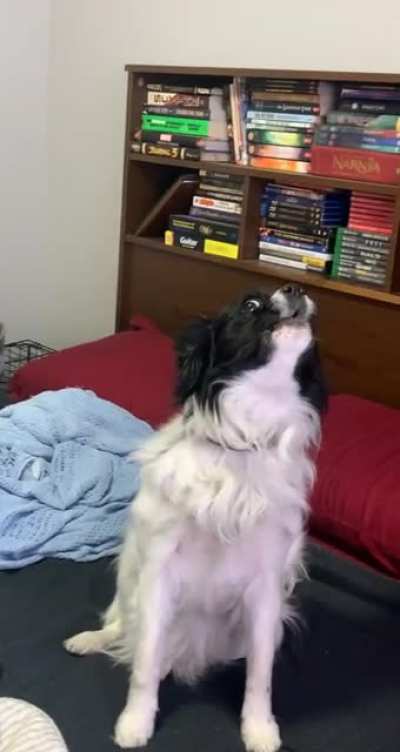 my dog ? (OC)