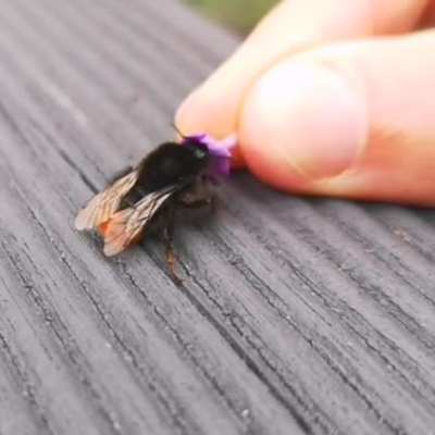 ? Offering a tired bumblebee some lavender