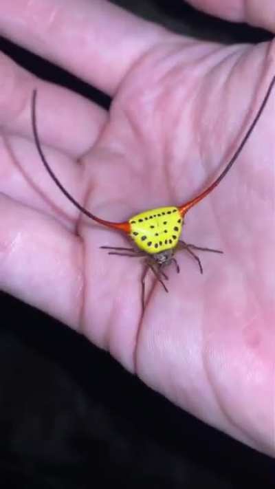 ? Demon Horned Orb Weaver, a spider species that has giant stiff horns so that predatory birds will have trouble trying to swallow them and choke.
