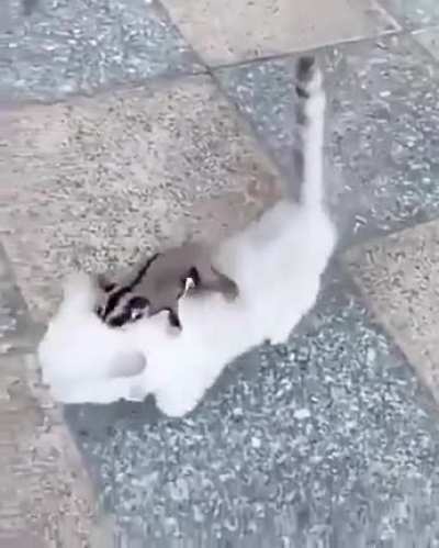 The cat looked at him wrong