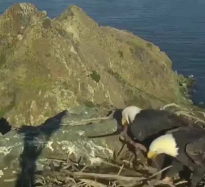 ? This eagle couple having a disagreement on how to organize nest