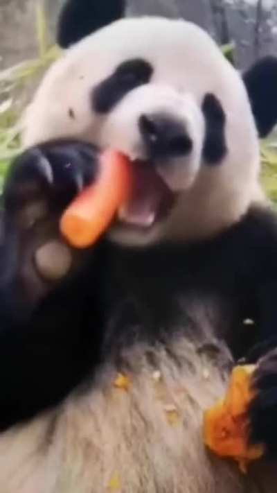 Panda eating a carrot ?