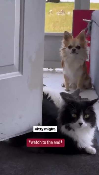 Well we know for sure that cats are the gangsta ?