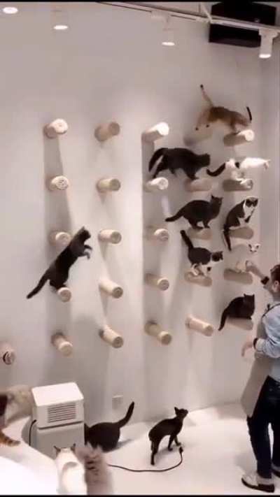Cats assemble.