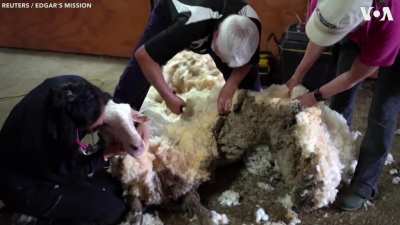 ? A wild and ailing sheep after years without a haircut was rescued by a mission in Australia and yielded a pile of fleece that weighed more than 35 kilograms