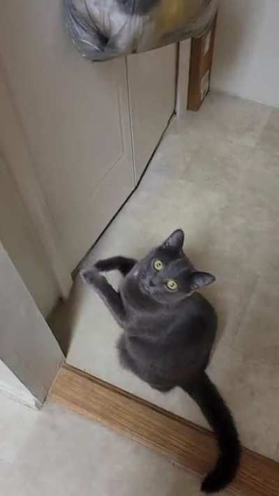 She likes Bonito flakes that we keep in the pantry... This is a daily/hourly occurrence.