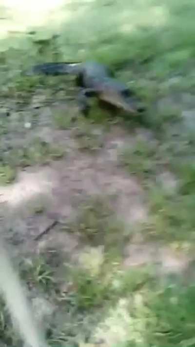 Got to see a snake turned into a whip walking home. (Sound on)