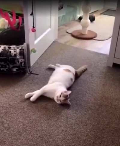 " Act normal, it's just your favorite human "