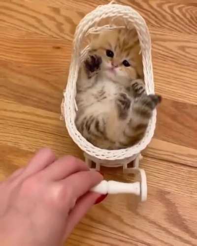 Cuteness overload