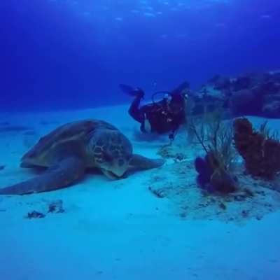 ? A Giant Sea Turtle ?