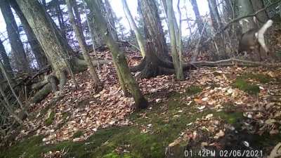 ? Eight point buck shedding his antlers