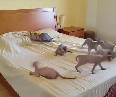 Getting too many hands to remove wrinkles from the bed sheet