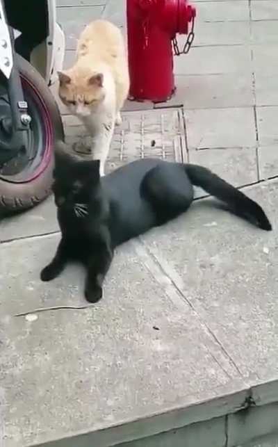 To cheat