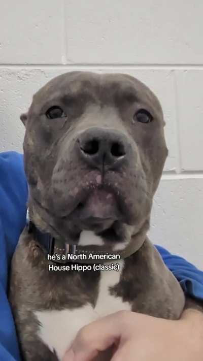 "What dog breeds do you have at the shelter?"