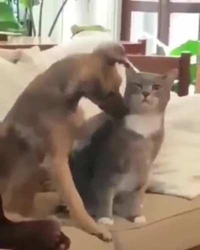 lemme pet!