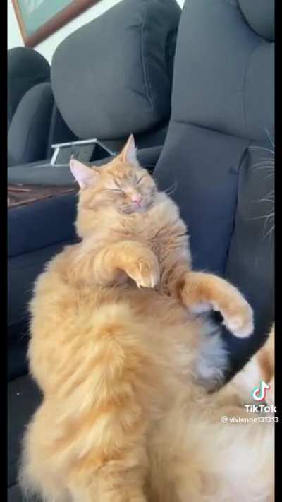 Vet prescribed cat sedatives for a road trips and the results do not disappoint.