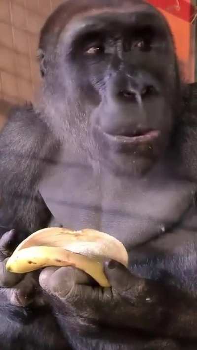 ? Gorilla Discovers New Way to Enjoy Bananas