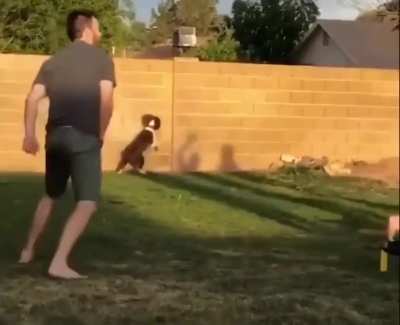 Poor pup playing with the shadow of the ball ?