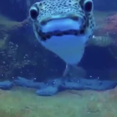 ? A diver filming sleeping sharks gets a curious visitor ?