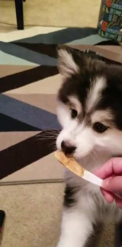 His first time eating peanut butter ?