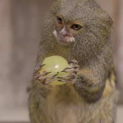 Pygmy Marmosets vampiring the shit outta some grapes
