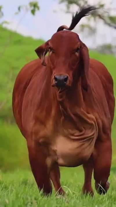 ? This absolute unit of a Heffer