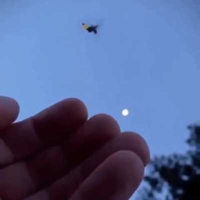 ? Firefly taking off
