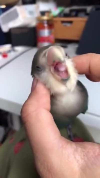 Petting a bird. Better with sound on