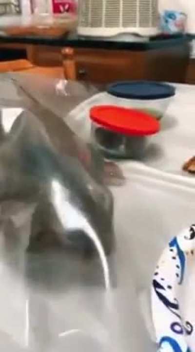 "They won't see me coming for the Pizza if I go under the plastic..."