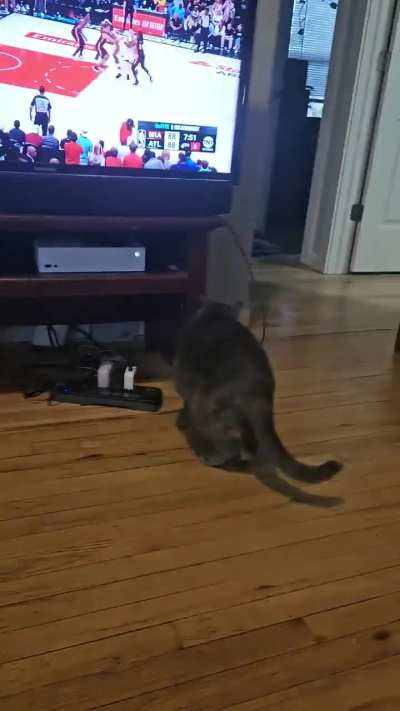 Cats