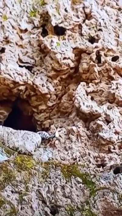 ? This Spider-tailed Horned Viper luring its pray