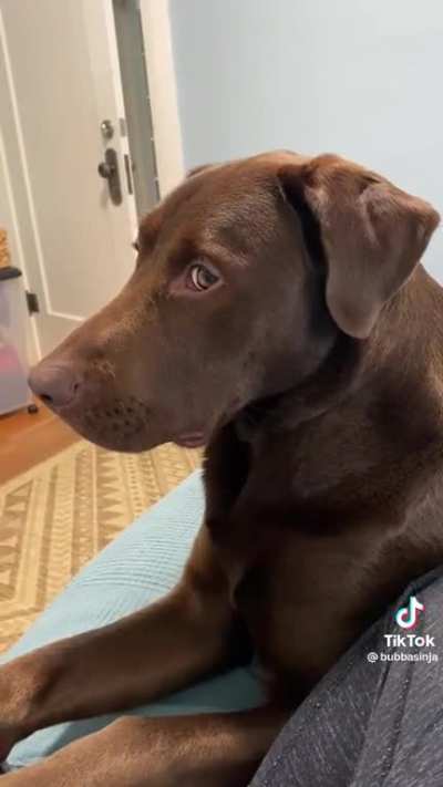 Dogs do judge us