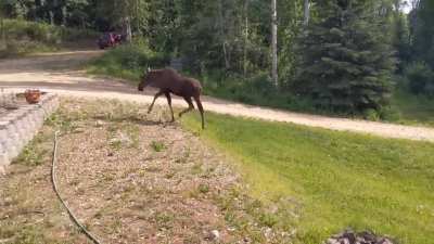 Moose chasing my wiener (oc)