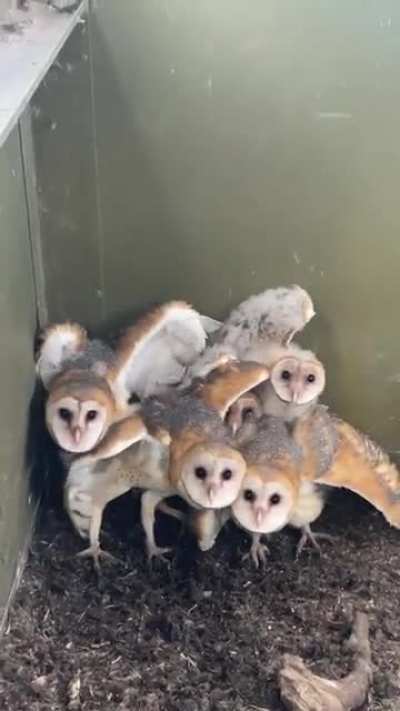 ? a group of baby barn owls found in Texas ?