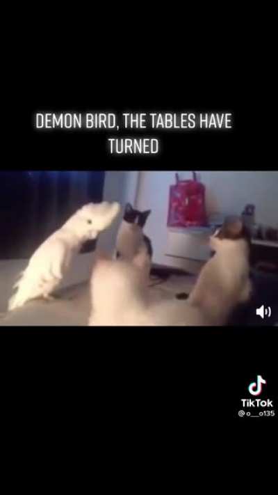 they have met their master