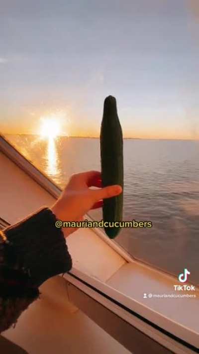 I travelled to Estonia to bring a cucumber for my cat. ?