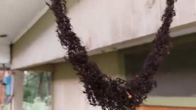 ? Army of ants built a bridge to invade wasp nest