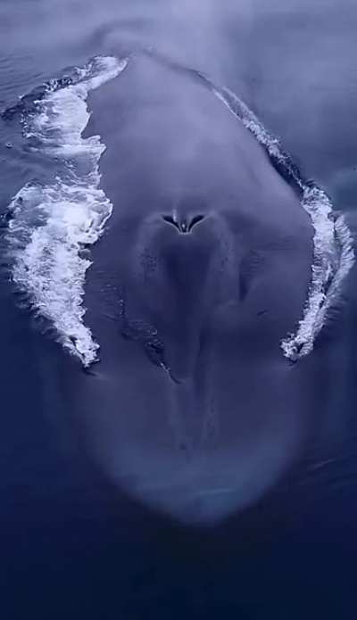 ? Whale takes a big breath ?