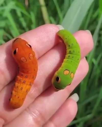 ? These swallowtail caterpillars look like real-life Pokemon ?