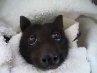 The cutest bat in the world ?