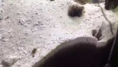 Fish, but its like watching two neighbors fighting about a fence.