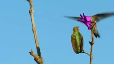 ? The Splendid Male Costa’s Hummingbird has an outlandish way to woo his potential mate. He would perform an aerial dance by hovering over his perched crush and as a finale, flexes the muscles in his face, until the gleaming magenta feathers flare out, ma